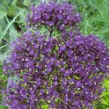 Trachelium caeruleum 'Jemmy violet fonce'